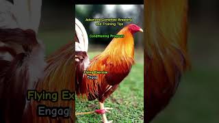 Advance Gamefowl Breeding and Training Program Conditioning Program [upl. by Calendre705]