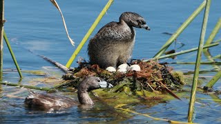 Last day before hatching part 2 Piedbilled grebe nesting [upl. by Geldens347]