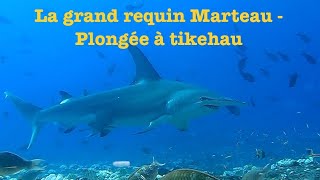 Plonger avec les Requins « Bordé Marteau Tigre Tapete  » 0904 [upl. by Forest18]