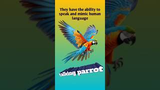 Talking parrot india l Macaw l parrottalking shorts [upl. by Shanley]