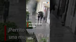 En Polonia un perrito se aventó de la ventana de un segundo piso y cayó sobre una mujer [upl. by Murvyn210]