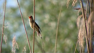 An exuberant marsh warbler Acrocephalus palustris [upl. by Ainorev572]