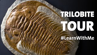 Take a Trilobites Tour LearnWithMe [upl. by Pestana679]