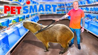 Taking My Capybara to PetSmart [upl. by Hootman]