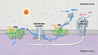 Photosynthesis Part 5 Light Reactions  HHMI BioInteractive Video [upl. by Pasia]