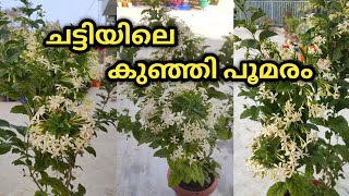 പൂമരം ഇനി ചട്ടിയിലും വളർത്താംClerodendrum Calamitosum Plant Care amp Propagationനല്ല മണമുള്ള പൂക്കൾ [upl. by Fredel251]