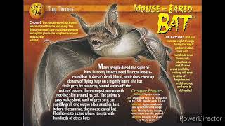 mouse eared bat sound effects [upl. by Imrots]