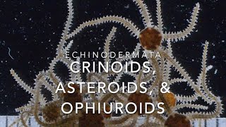 Echinodermata crinoids asteroids amp ophiuroids [upl. by Eisenhart493]