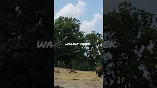 Bison  Buffalo The Farm Walnut Creek Ohio Amish Country amishcountry [upl. by Girhiny247]