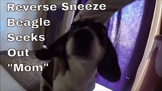 Reverse Sneeze Beagle my Sweet Brigette [upl. by Nnahtur]