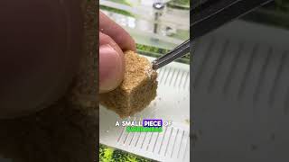 I kicked the queen out antcolony ants antfarm [upl. by Enivid]