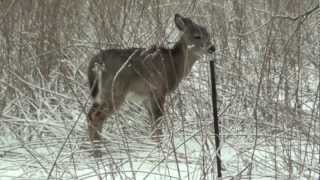 Deer at Ft Snelling State Park  A Winter Driving Video  Mendota Heights MN 2112013 [upl. by Chaddie]