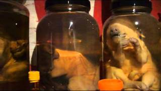 Freak Deformed Animal Private Collection Tourwmv [upl. by Kahle138]