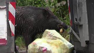 Dalla peste suina allinurbamento perché a Roma è emergenza cinghiali Il reportage [upl. by Harrison]