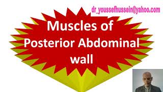 16 Muscles of Posterior abdominal wall  Thoracolumbar fascia  Psoas fascia [upl. by Nywnorb457]