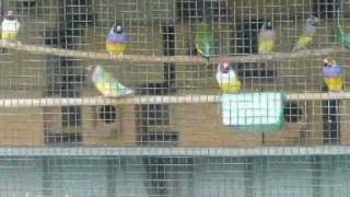 Tips Hints amp Advice for Gouldian Finches [upl. by Malek]