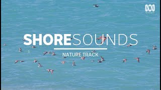 Relaxing birdsong by the ocean — sleep music 25 hours  Nature Track [upl. by Fusco]