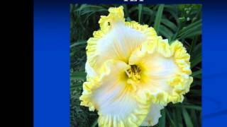 Small World Daylilies Monday Night Lights [upl. by Hailey]