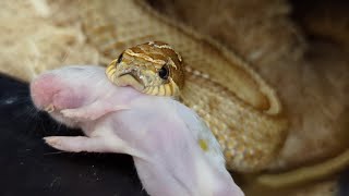 Adding a new hognose to the weekly feeding videos [upl. by Hijoung]