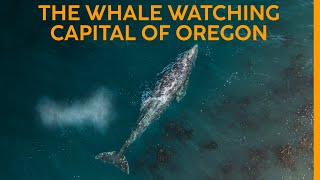 These Gray Whales LIVE in Oregon ALL Summer [upl. by Minton321]