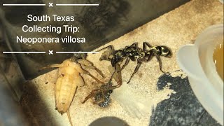 South Texas Collecting Trip Neoponera villosa queens [upl. by Devondra498]