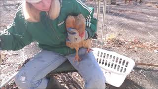 How to Treat Scaly Leg Mites on Chickens [upl. by Antons646]