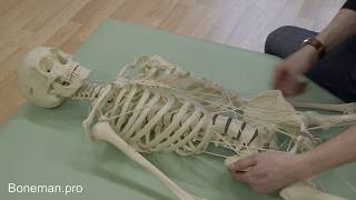 Chest mobility and whole body connection in the supine position on the skeleton model  BONEMANpro [upl. by Micki]