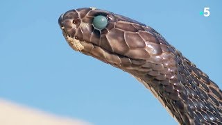 Fascinant  un serpent mue en direct  ZAPPING SAUVAGE [upl. by Nyleikcaj]