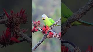 Blossomheaded parakeet birds wildlifebd nature parrot [upl. by Llerrej464]