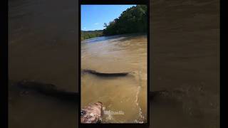 giant swamp fish animals discovery fishing fish shorts feedshorts [upl. by Thgiled]