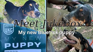 Meet my Bluetick Coon Hound puppy Jukebox [upl. by Amaris]