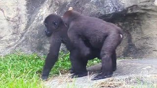 Ringo 偶揹不動哥哥啦😆🤣💦Djeecoゴリラ迪亞哥金剛猩猩taipeizoo gorilla 台北市立動物園 [upl. by Nahtnhoj]