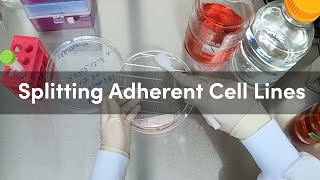 How to Split Adherent Cell Lines StepByStep Demonstration  CST Tech Tips [upl. by Maximo447]