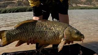 Ebro Mequinenza Carp fishing Шараните на Ебро 4K [upl. by Uohk]