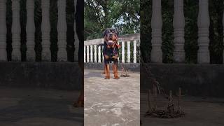 Pitbull vs Rottweiler dog💥👑 shorts trendingpets pitbull rottweiler [upl. by Vail]