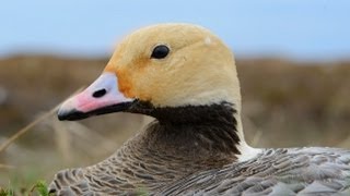 Alaskas Yukon Delta National Wildlife Refuge [upl. by Brandi]