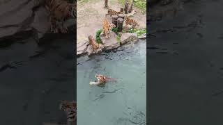 Tigers Fighting for Food animalsvideo tigers animalsfood [upl. by Esiuol134]