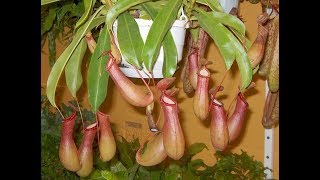 Nepenthes alata  новый житель нашей квартиры [upl. by Nylloh]