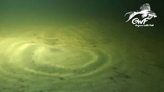 Corydoras punctatus in its natural habitat with Guyane Wild Fish Association [upl. by Bashemeth]