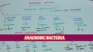 Anaerobic bacteria flowchart  microbiology [upl. by Stalk]