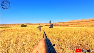 BILDIRCIN AVI 3 BÖLÜM Aselkon redstone Quail hunting Wachteljagd [upl. by Htebaile641]