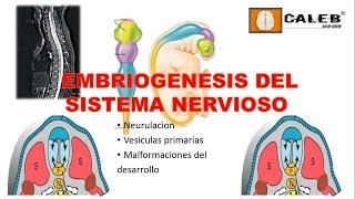 Neuroanatomía  Embriogénesis del Sistema Nervioso Part I [upl. by Sandi460]