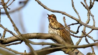 Song Thrush singing [upl. by Celinda]