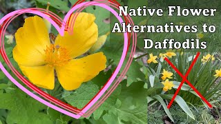 Native Flower Alternatives to Daffodils [upl. by Cruz210]