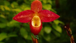 Phragmipedium Don Wimber in HD [upl. by Drhacir]