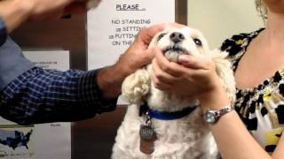 How to put drops or ointment in your dogs eyes [upl. by Ihn]