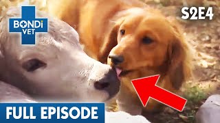 Dog Addicted To Licking Cows 👅  Bondi Vet Season 2 Ep4  Bondi Vet Full Episodes  Bondi Vet [upl. by Milore]