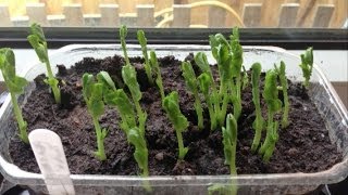 Growing Greens Indoors During Winter including Sprouting Seeds [upl. by Frederique]