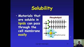 Cell Membrane Selective Permeability [upl. by Matheny156]