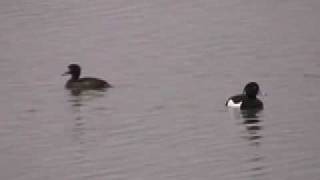 Tufted Duck  Slimbridge WWT [upl. by Matelda353]